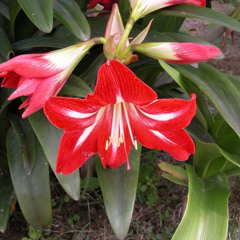 amaryllis