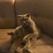 Barney