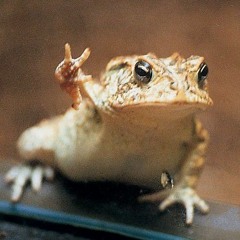 Peacetoad
