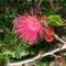 Lyndsay Dandelion Mae