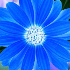 Chris La Flor