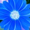 Chris La Flor