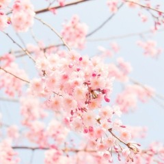 Bloom!