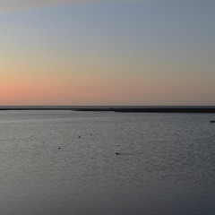 Feli_Playero