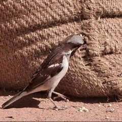 اوبرالي
