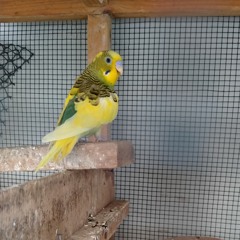 asad
