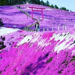 purple.wav.mp3