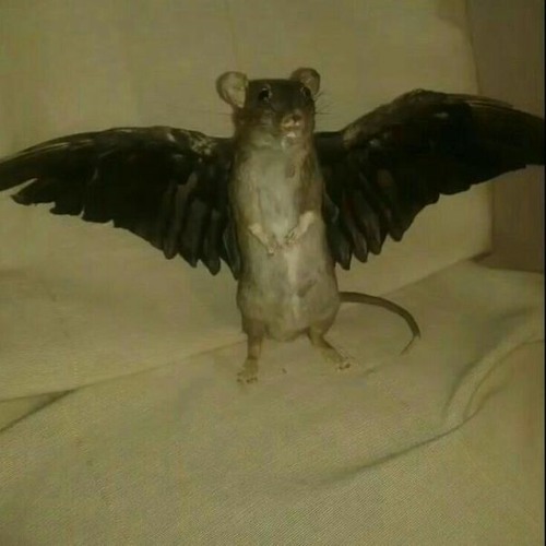 fried rat’s avatar