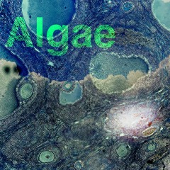 Algae