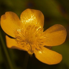 Lyutik