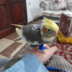 منة الله الرشيدي