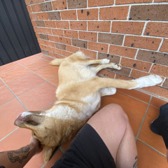 chase