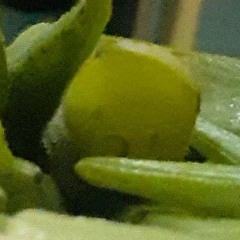 Ratatouille