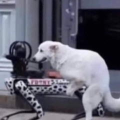 야생당나귀