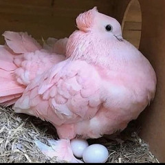 💟SweetieEve💟