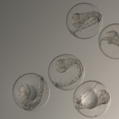 Somnambulistene