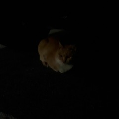 Neko - DISH// (cover. first-take.ver)