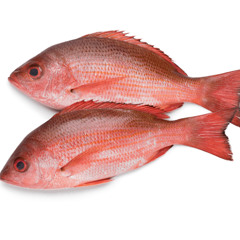 Redfish77