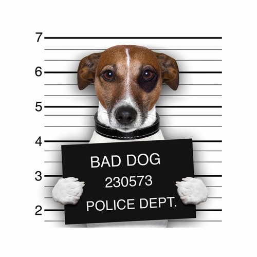 BAD DOG’s avatar