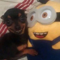silly dog smiling holding a minion