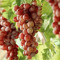 JustARedGrape
