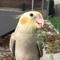 BirdTimeYt
