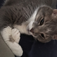 Ultimate Beatles Lover!