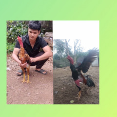 Hữu Tuấn Thần kê