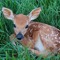 deerlover46