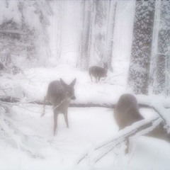 snowsesh