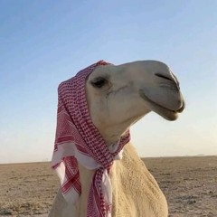 Mariamobaid235