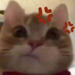 kitty.xcurt