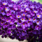 midnight_lilac068