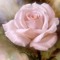 Holy Grail Rose