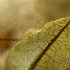 Transitional Momentum