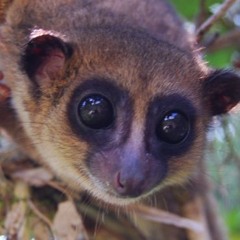 lemur