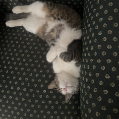 Német Áron Barnabás