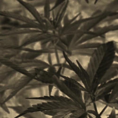 Sector - C