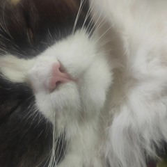 Estella white 🤍🐻‍❄️