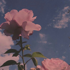 alissa . dh