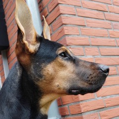 Metaphysische Kybernetik