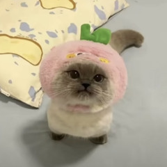 nicoooo
