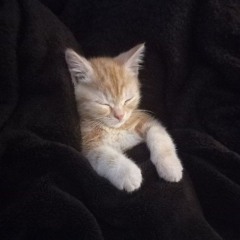 Kittywrx3
