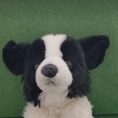 Oreo The Cutest Puppy Ever