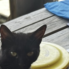 awesomecat2011