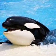 Sacredwhale