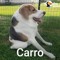 Cachorro Cururu