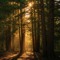 Cedarhymn