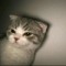Fadelly