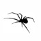 spideronthebeat